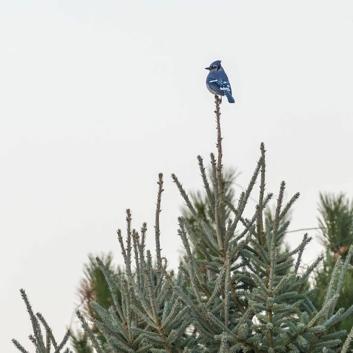 Photographer Records Fun Videos Of Birds Eating From Her Palm In Slow Motion