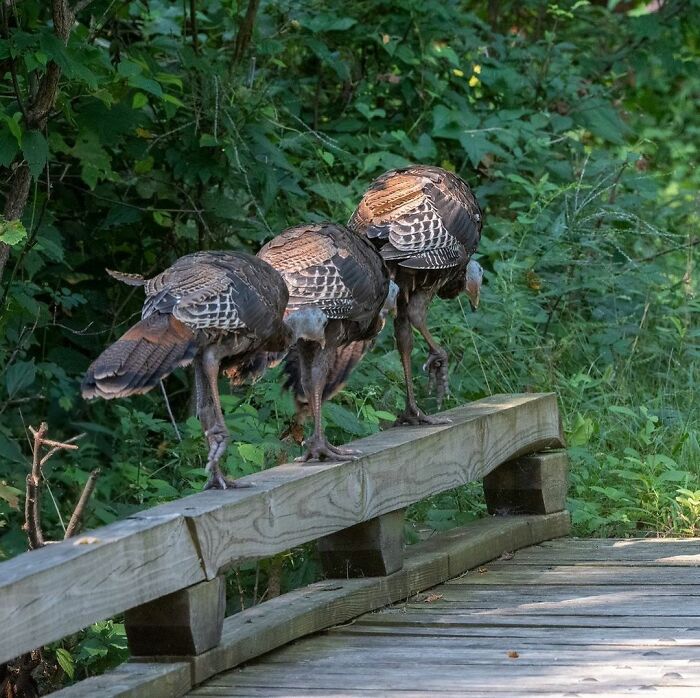 Photographer Records Fun Videos Of Birds Eating From Her Palm In Slow Motion