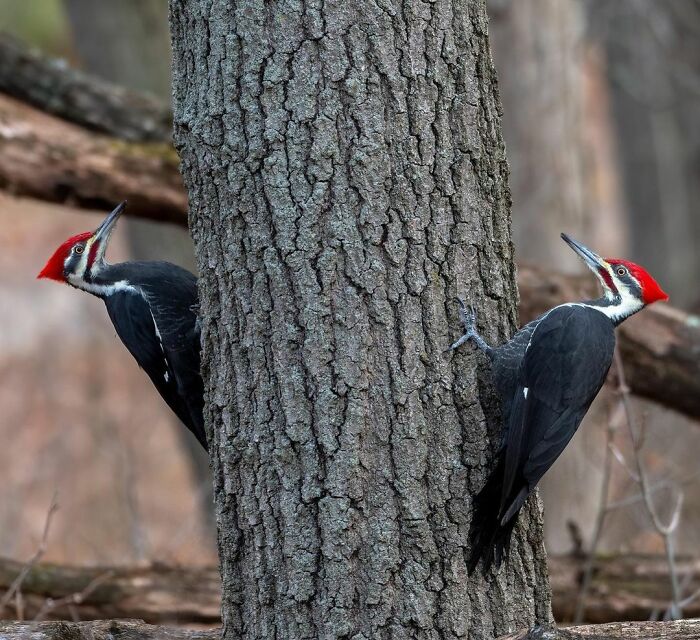 Photographer Records Fun Videos Of Birds Eating From Her Palm In Slow Motion