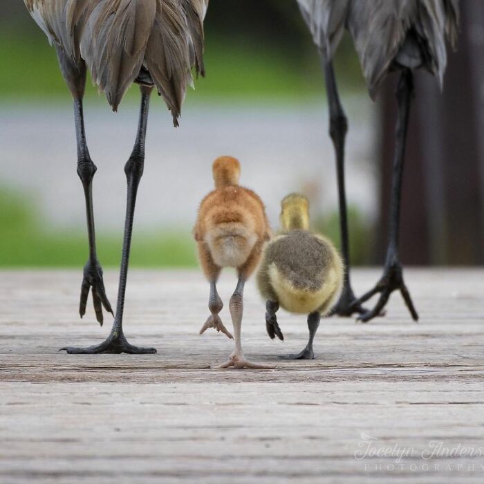 Photographer Records Fun Videos Of Birds Eating From Her Palm In Slow Motion