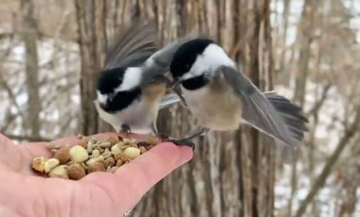 Photographer Records Fun Videos Of Birds Eating From Her Palm In Slow Motion