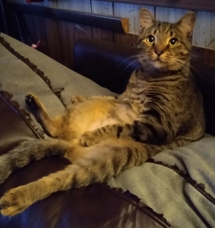 Trixie In Her TV-Watching Position