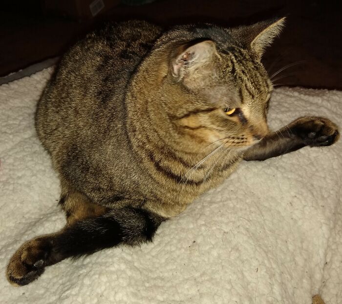 Trixie In Her Weirdo Pose. Yes, Those Are Her Back Paws.