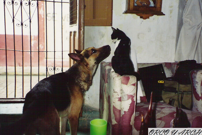 Orco (88 Pounds) Asking Archie (6 Pounds) Permission To Peep Through The Window Back When I Was A Student. Permission Not Granted.