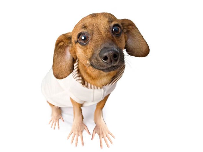 I Don't Have Photoshop So I Had To Use A Free Online Editor