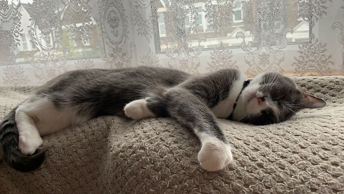 This Is Mouse, The Most Judgemental Cat I've Ever Met. Most Of The Time When She Isn't Sleeping She Is Staring At You With That Look In Her Eyes That Says, "What Are You Doing, Human? You Are Clearly Going Crazy,"