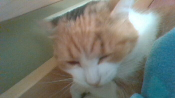 My Cat Looking Sleepy