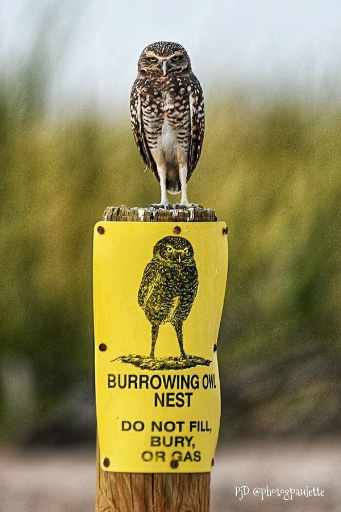 Violators Will Be Stared At