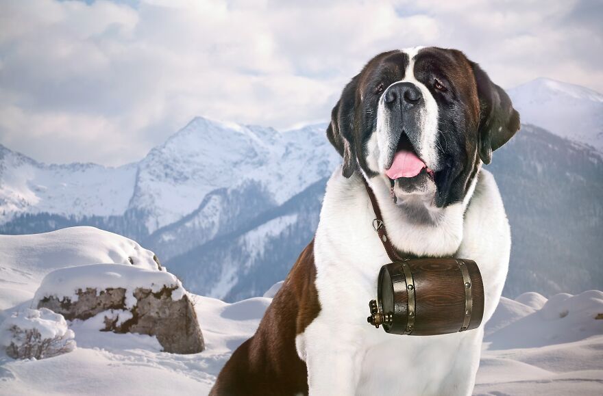 What If Dogs Had Their Own Oscar? Choose Your Favourite Nominee.