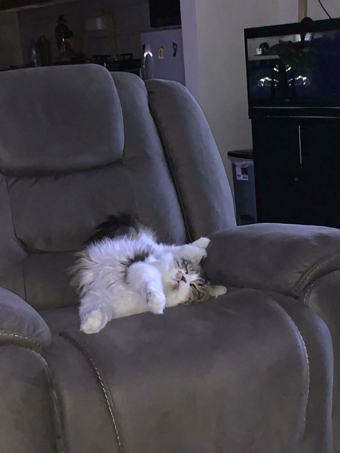 Super Cat Casting His Web While Sleeping