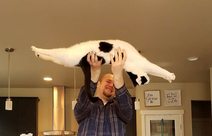 My Cat's Daily Catisthenics!