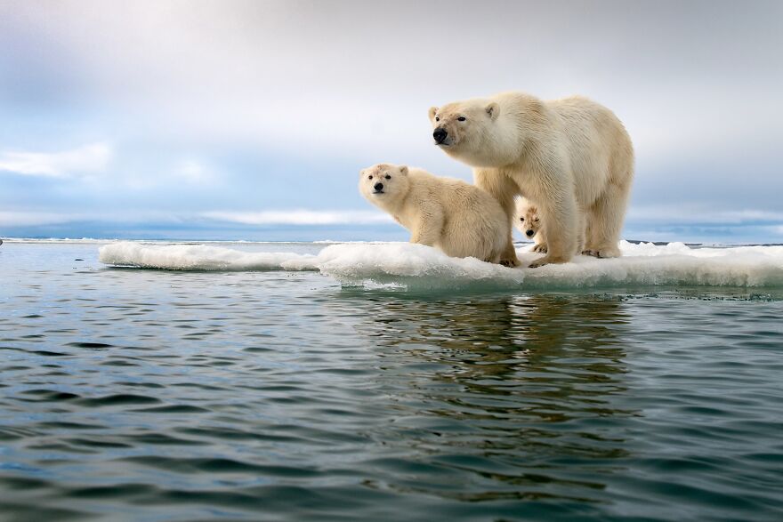 Polar Bear Family In A Melting World