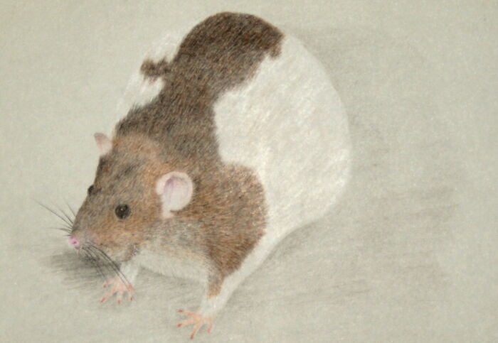 I Know That Most People Don't Like Rats, But I Do! This Is My "Zilly"