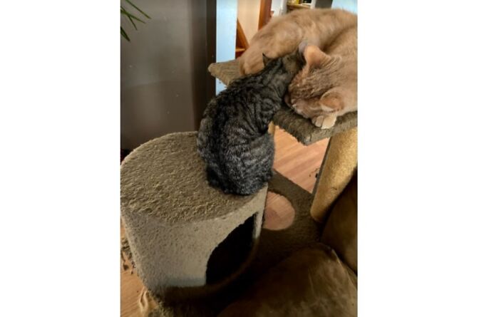 My Cats Hate Each Other But I Came Downstairs One Morning And They Were Sleeping Like This. Lol