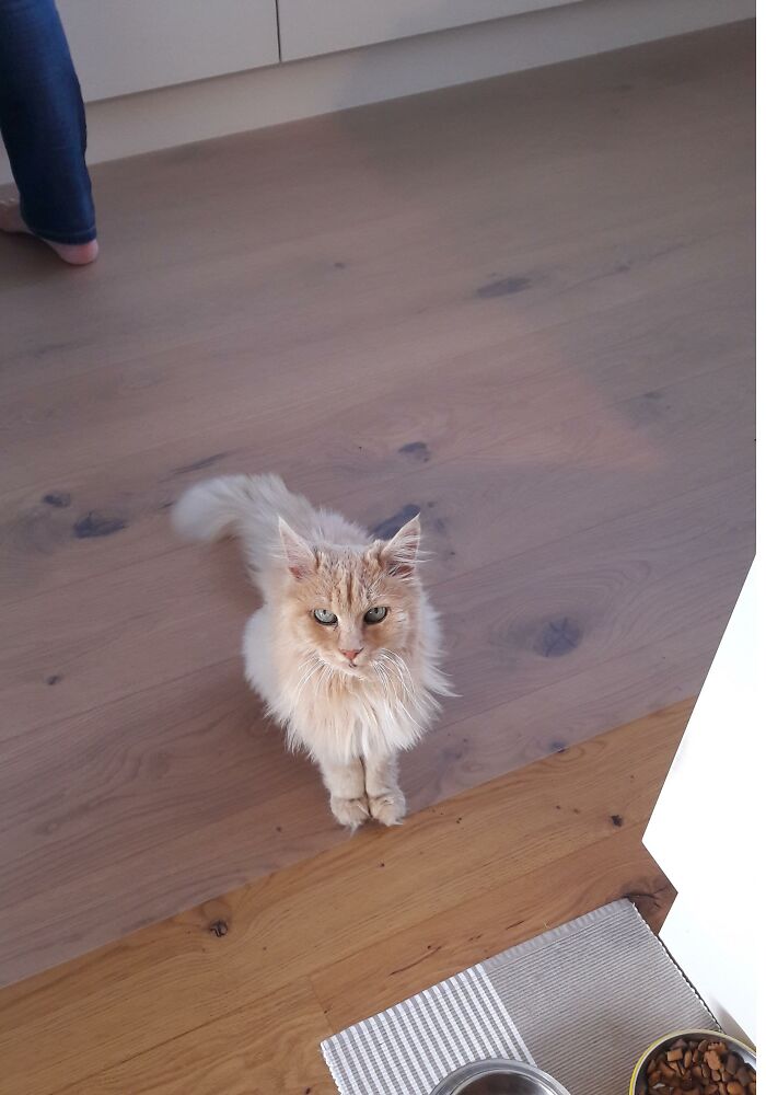 Adorable-Furry-Cats-Floofs