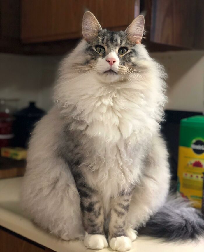 Adorable-Furry-Cats-Floofs