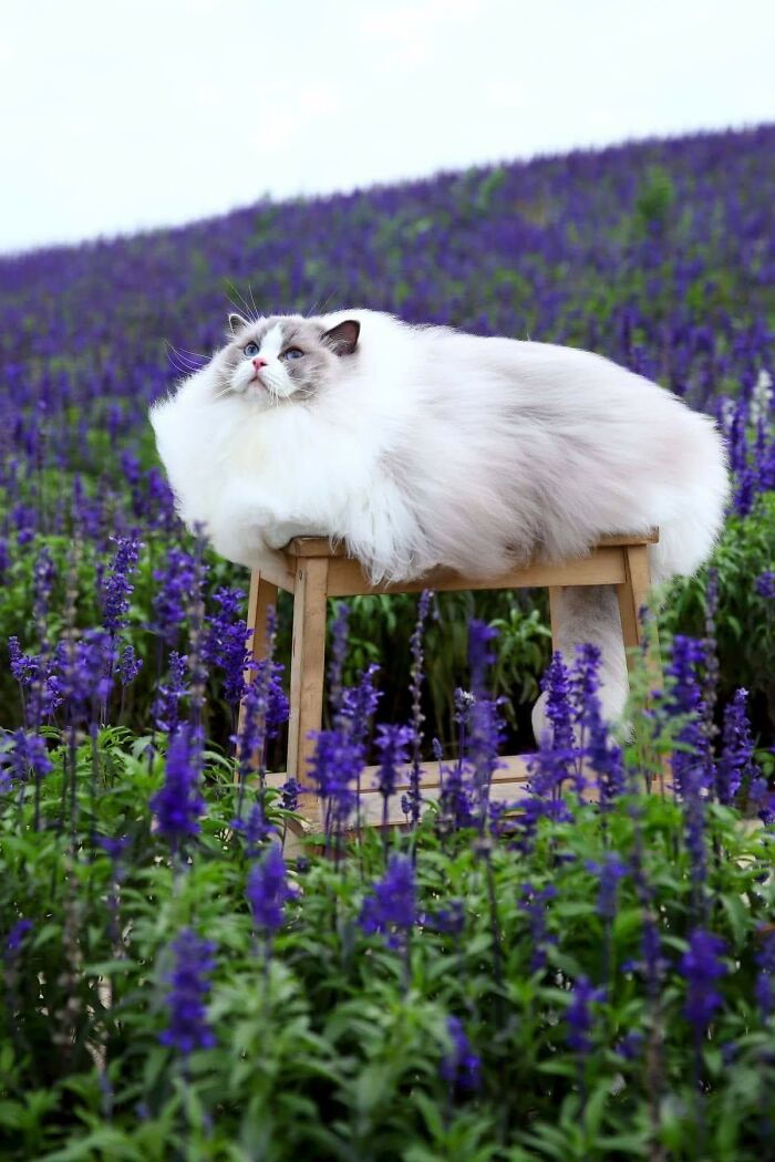 Adorable-Furry-Cats-Floofs