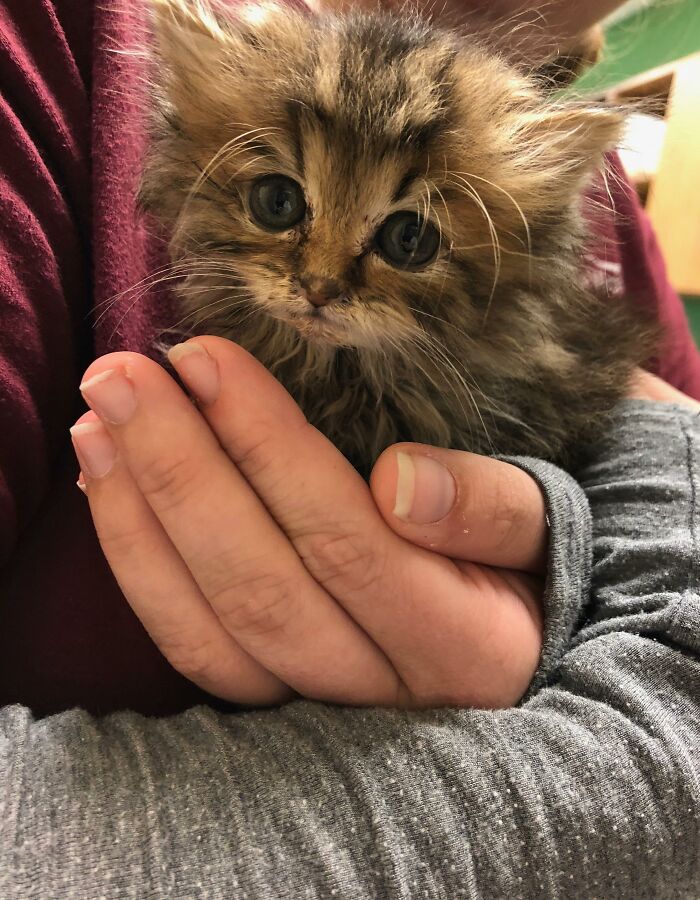 Adorable-Furry-Cats-Floofs