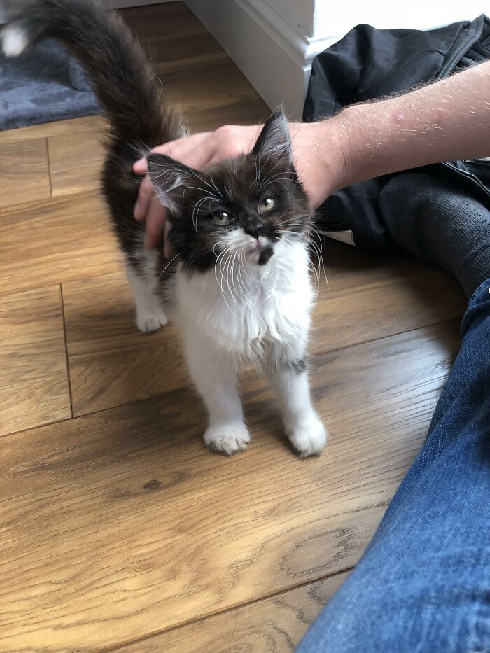 Adorable-Furry-Cats-Floofs