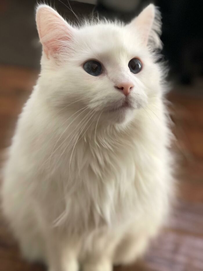 Adorable-Furry-Cats-Floofs