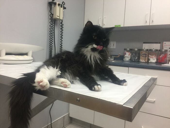 Adorable-Furry-Cats-Floofs