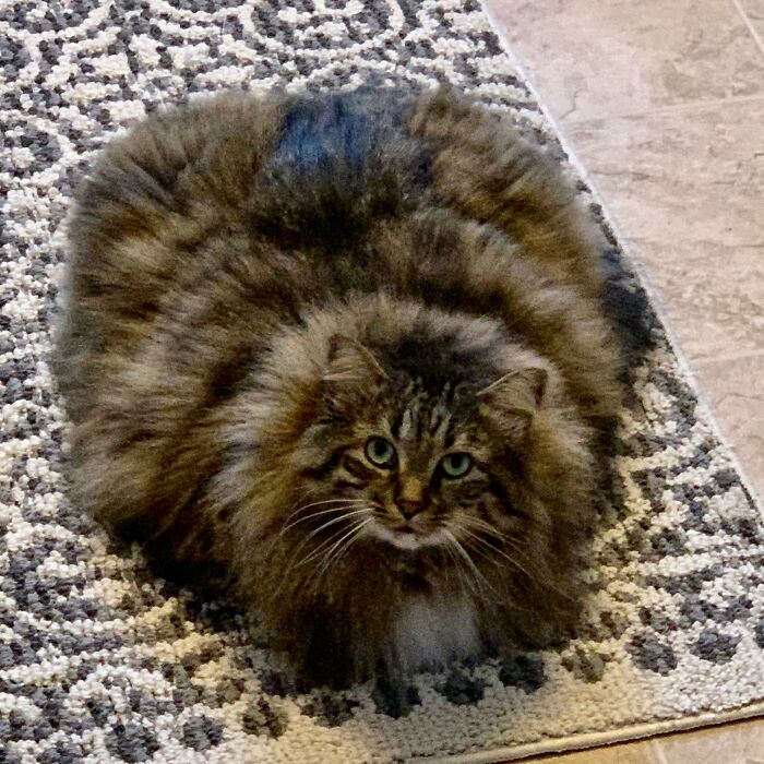 Adorable-Furry-Cats-Floofs