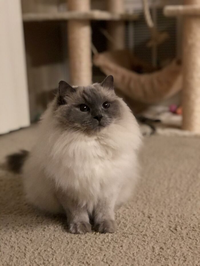 Adorable-Furry-Cats-Floofs