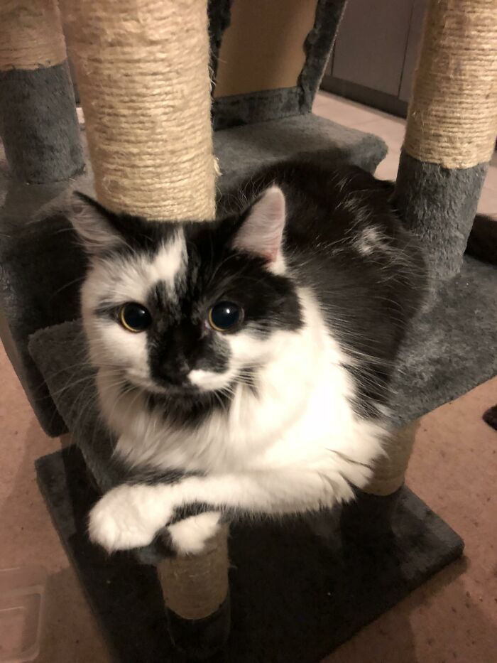 Adorable-Furry-Cats-Floofs