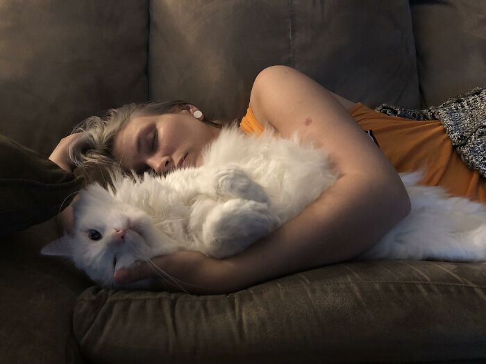 Adorable-Furry-Cats-Floofs