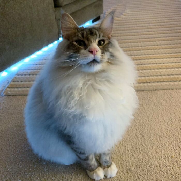 Adorable-Furry-Cats-Floofs