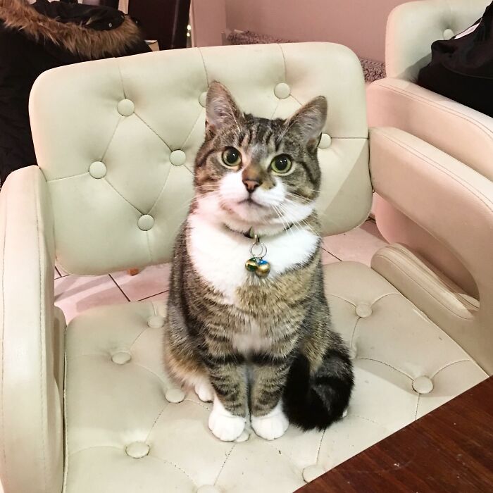 Adorable-Furry-Cats-Floofs