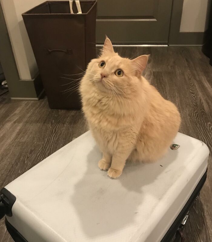 Adorable-Furry-Cats-Floofs