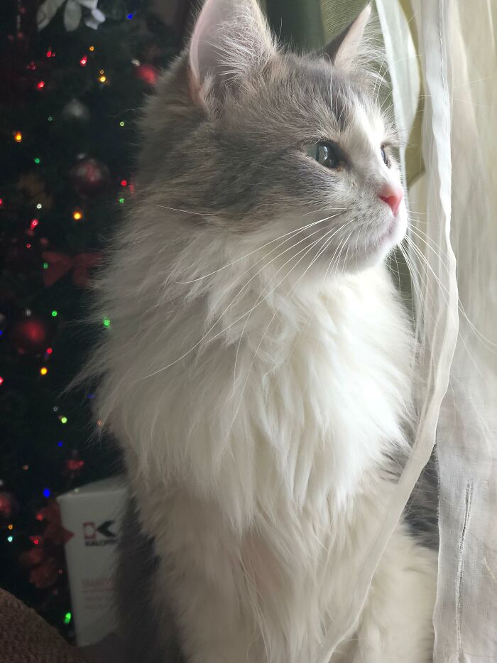 Adorable-Furry-Cats-Floofs