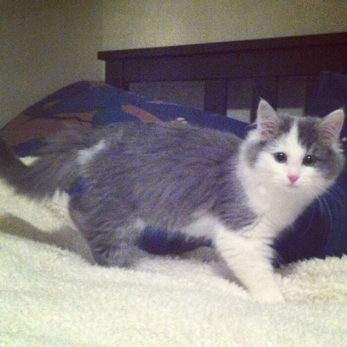 Adorable-Furry-Cats-Floofs