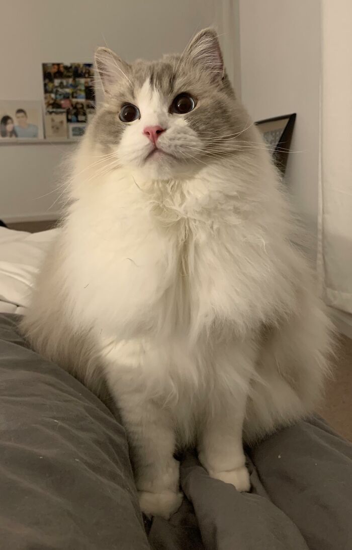 Adorable-Furry-Cats-Floofs