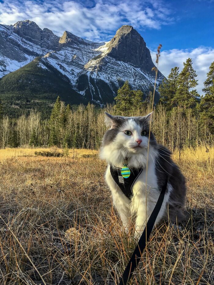 Adorable-Furry-Cats-Floofs