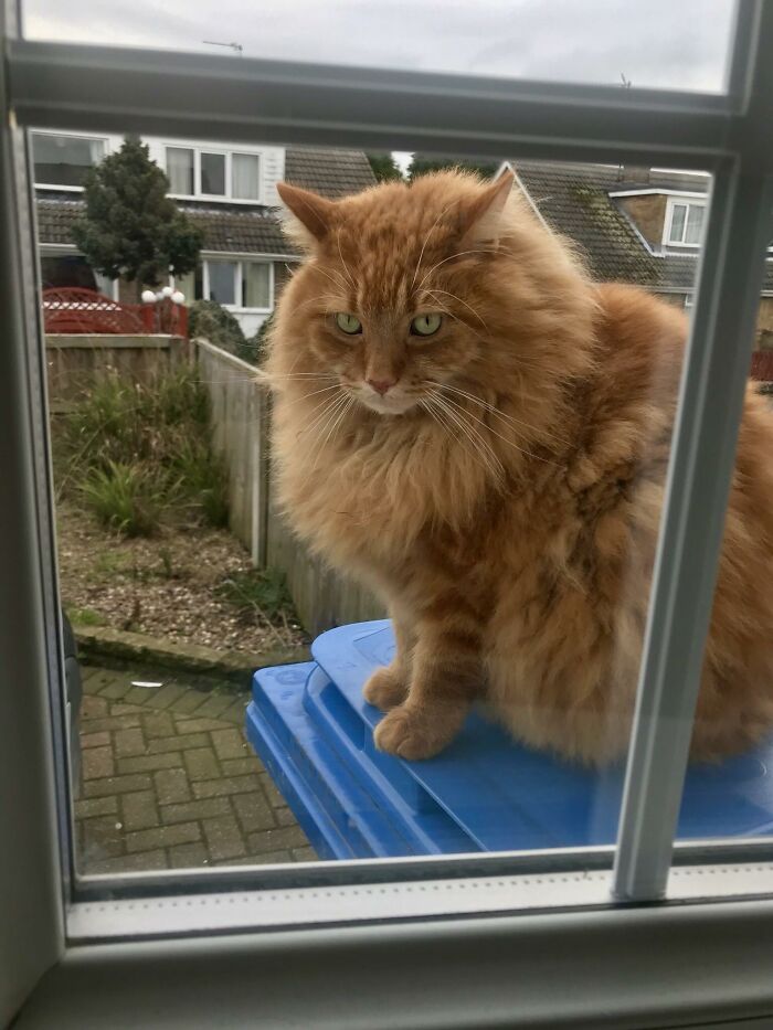 Adorable-Furry-Cats-Floofs