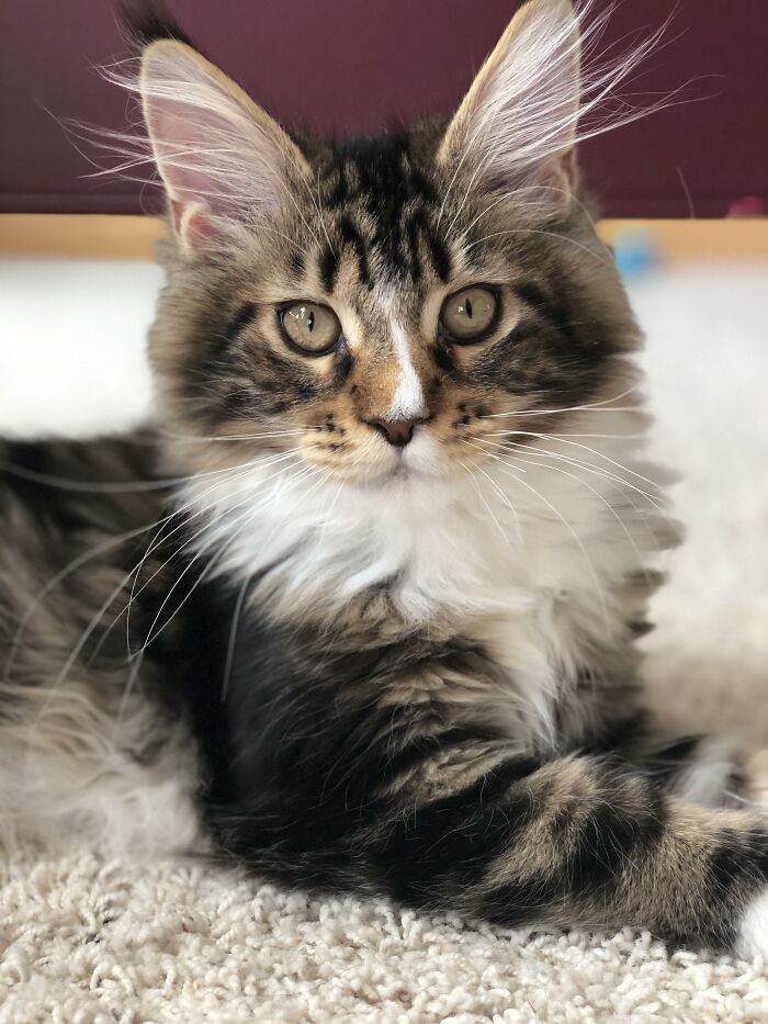 Adorable-Furry-Cats-Floofs