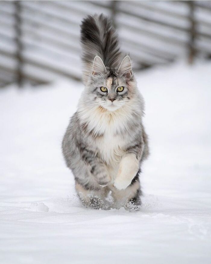 Adorable-Furry-Cats-Floofs