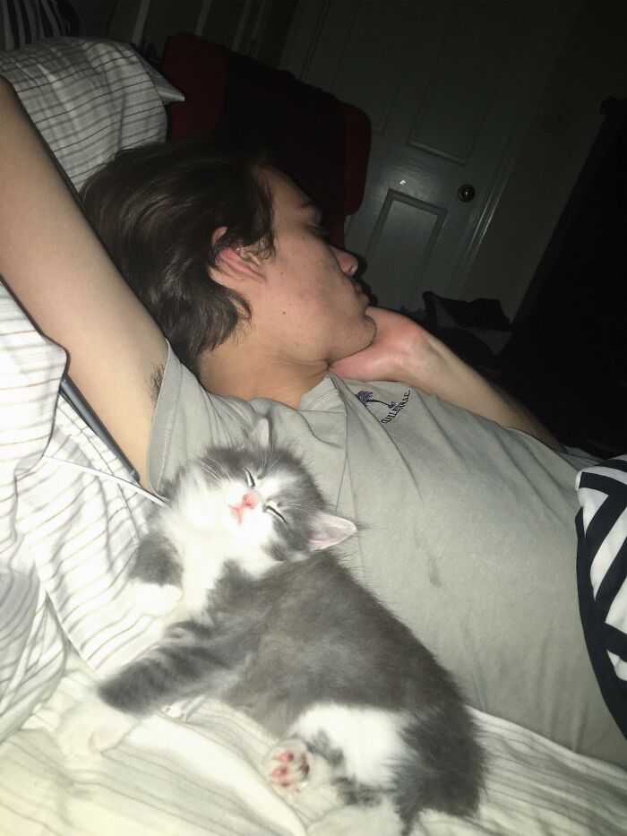 Adorable-Furry-Cats-Floofs