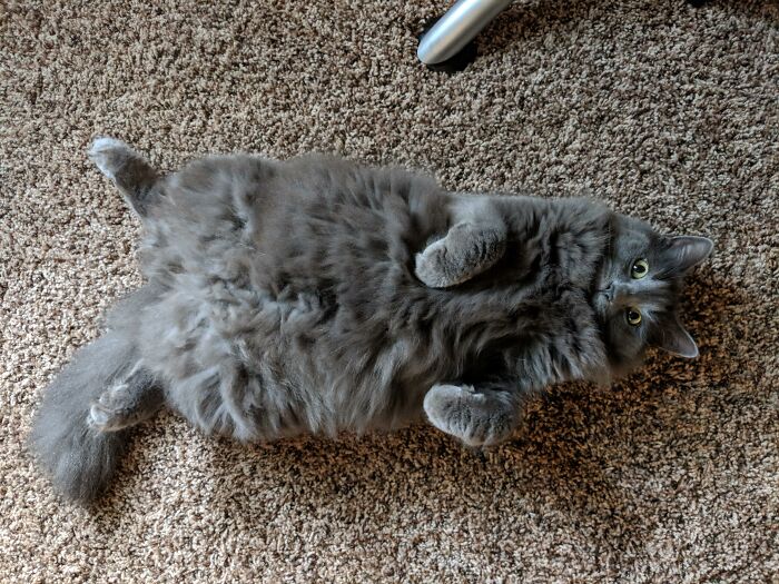 Adorable-Furry-Cats-Floofs