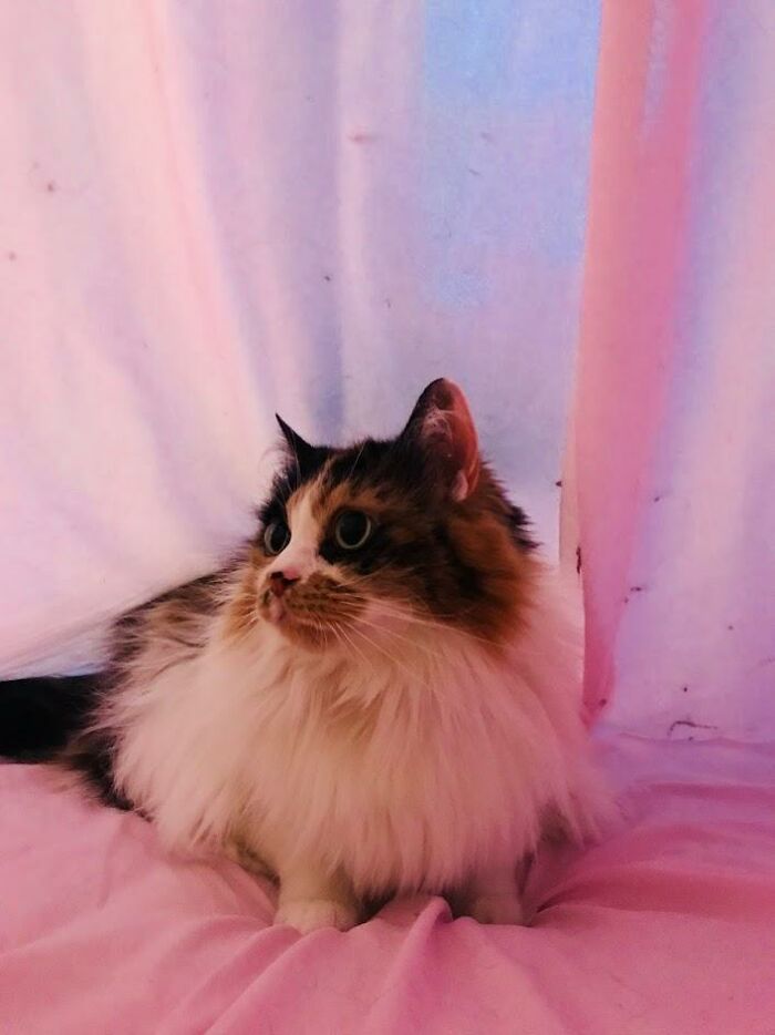 Adorable-Furry-Cats-Floofs