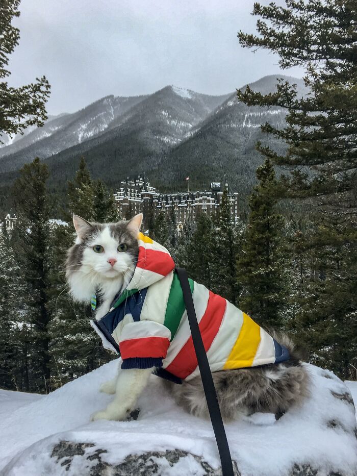 Adorable-Furry-Cats-Floofs