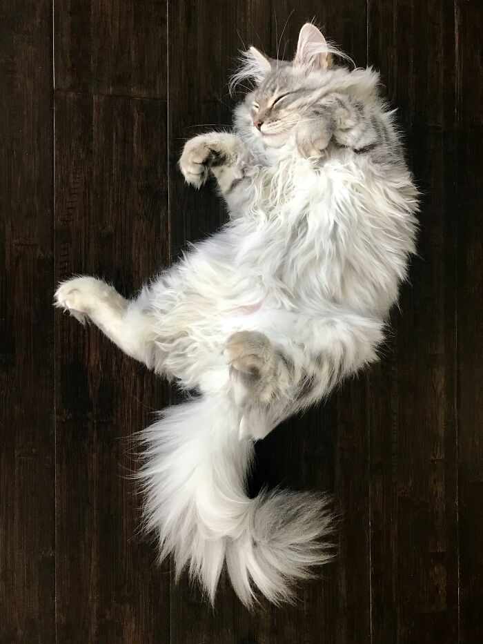 Adorable-Furry-Cats-Floofs