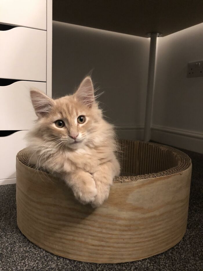 Adorable-Furry-Cats-Floofs