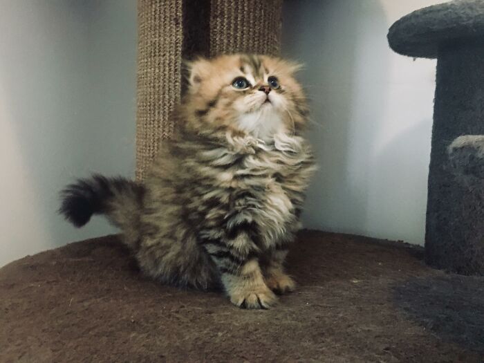 Adorable-Furry-Cats-Floofs