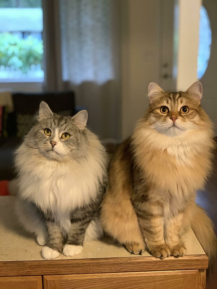 Adorable-Furry-Cats-Floofs