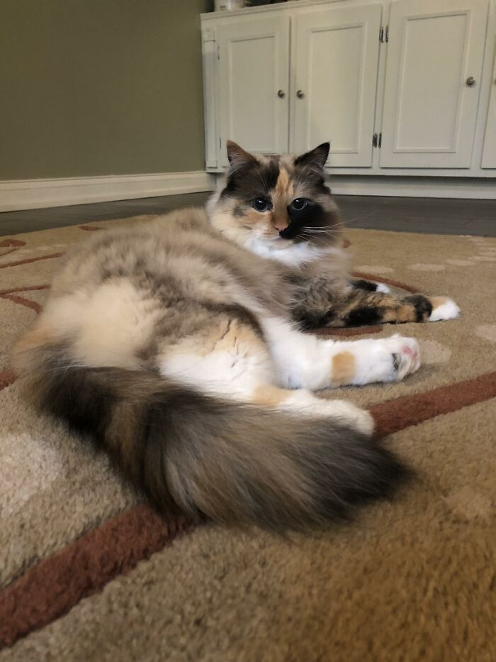 Adorable-Furry-Cats-Floofs