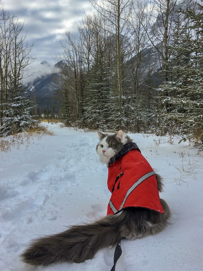 Adorable-Furry-Cats-Floofs