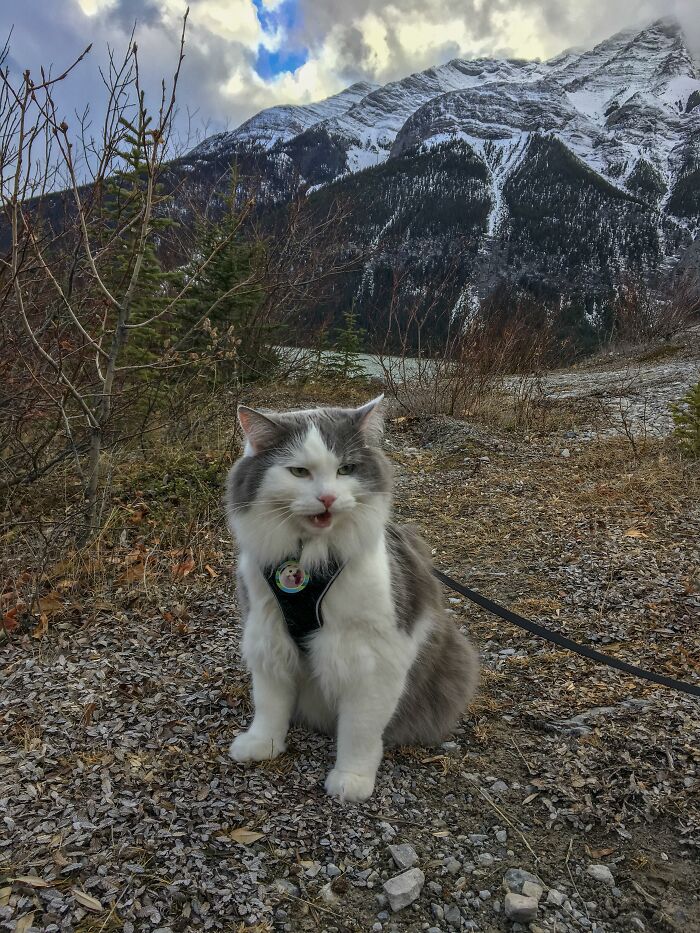Adorable-Furry-Cats-Floofs